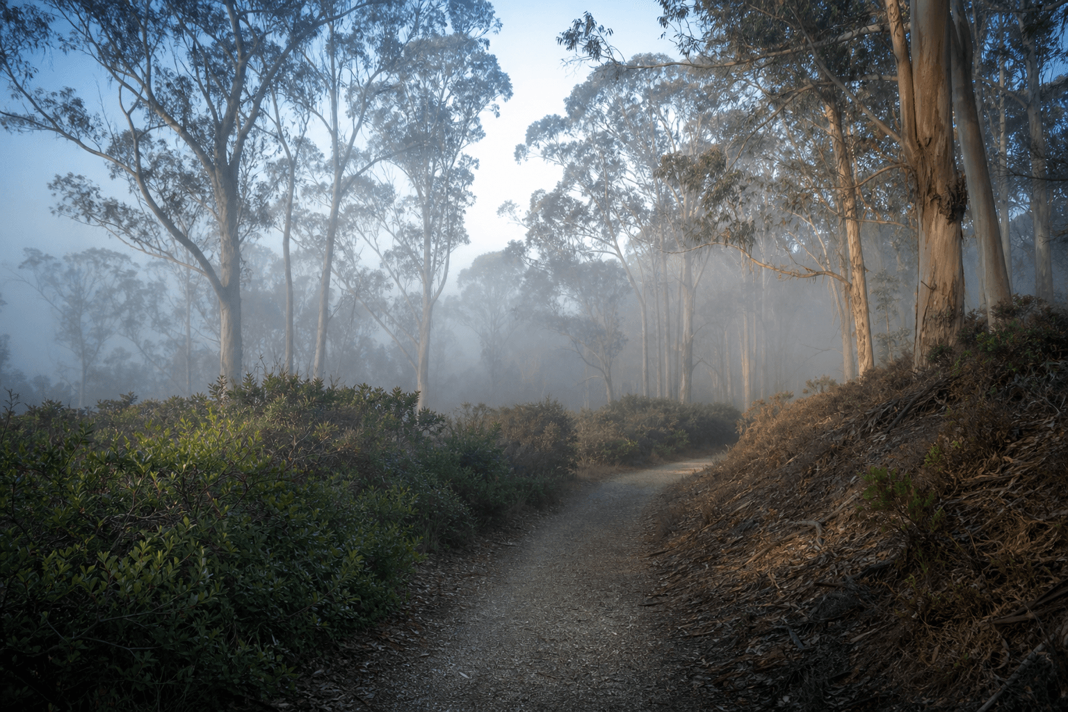 Misty morning forest path with soft light filtering through eucalyptus trees representing calm emerging from anxiety treatment
