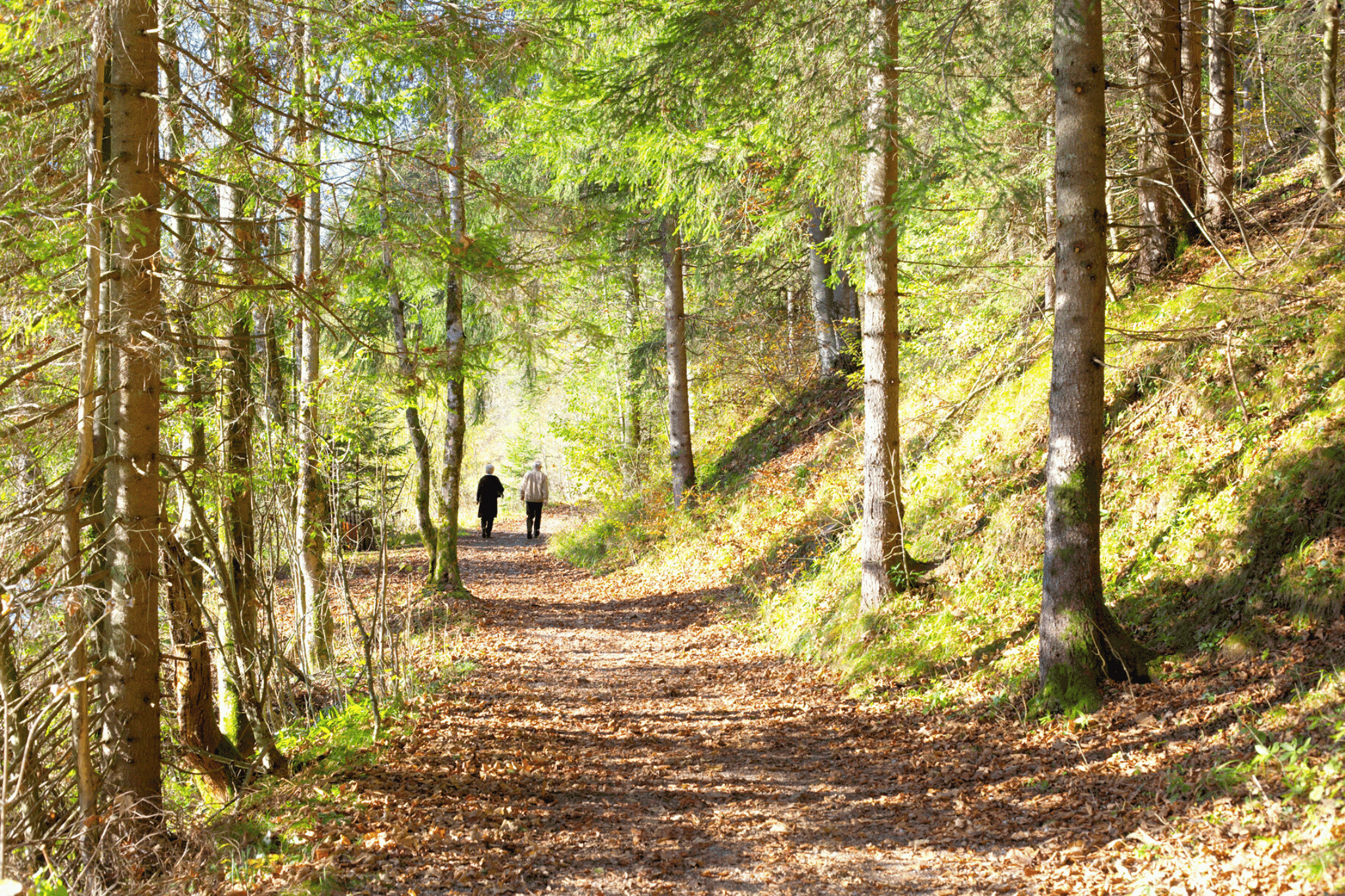 Nature Therapy: Healing Through the Outdoors